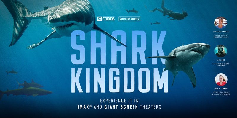 article shark.jpg